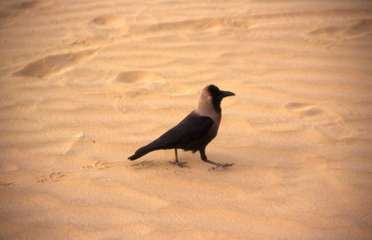 Corvus splendens Corvus splendens